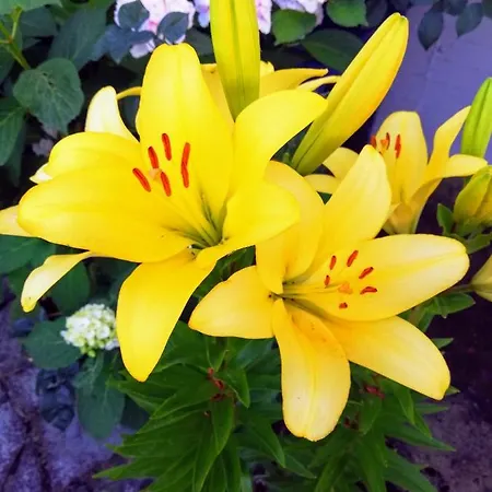 Erato Гостевой дом Хорефто