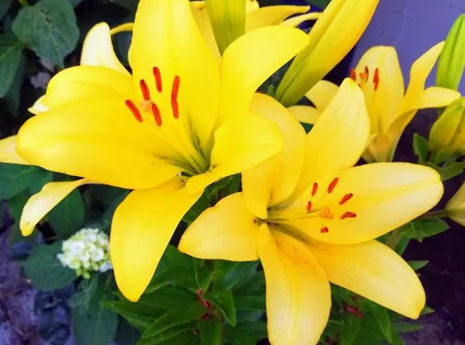 Erato Gæstehus Chorefton