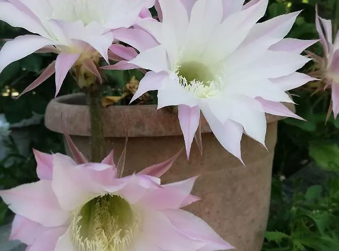 Gæstehus Erato Chorefton